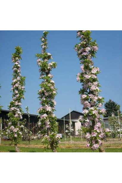 Абрикос ‘Первайс’ — колоновидна форма в саду